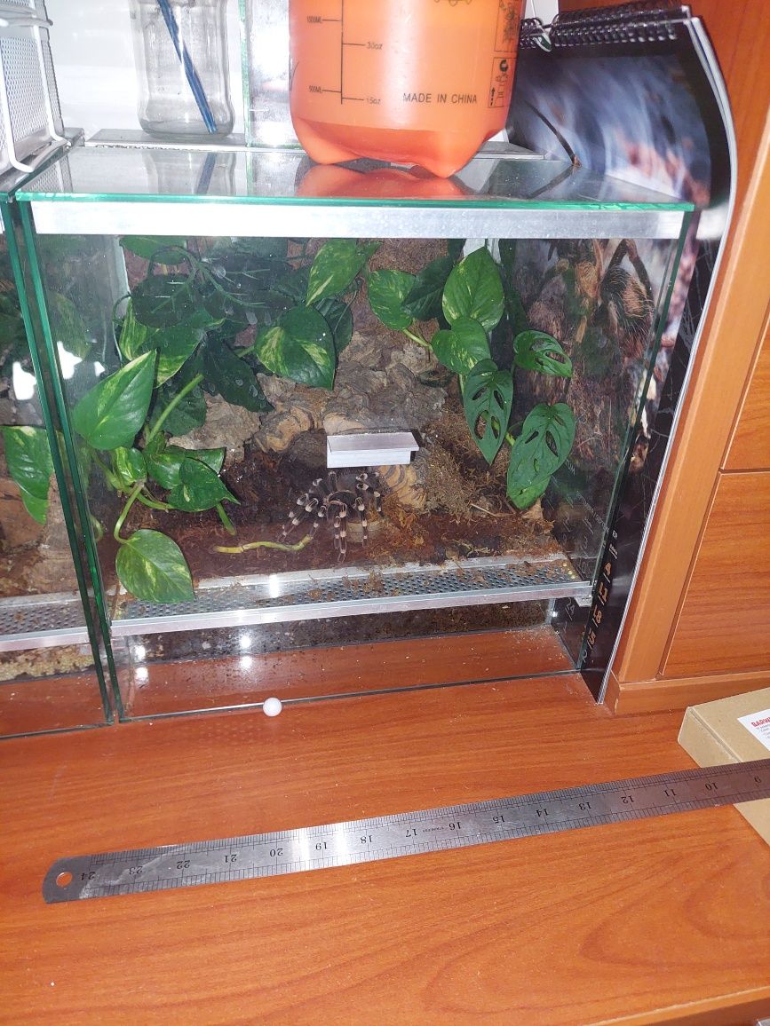 Terrarium z ptasznikiem