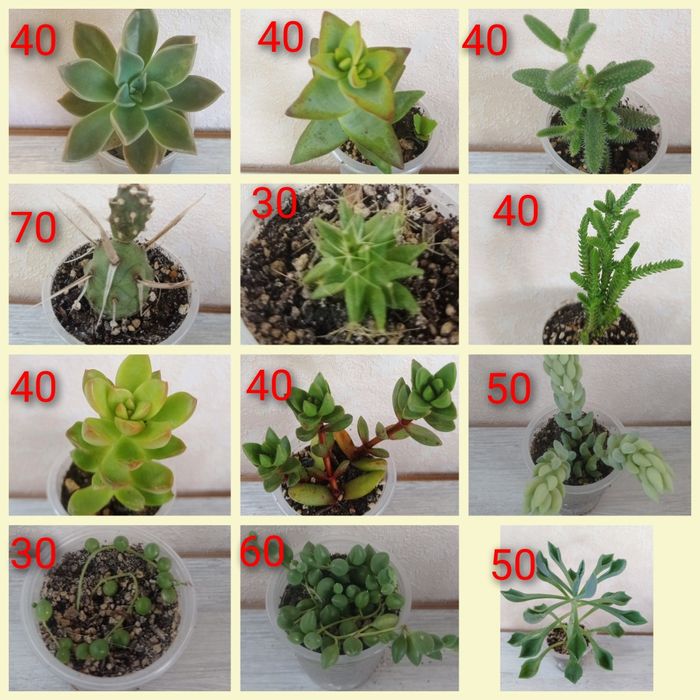 Сукуленти ехеверії, хрестовники,еоніуми, красули, делосперма,оскулярія