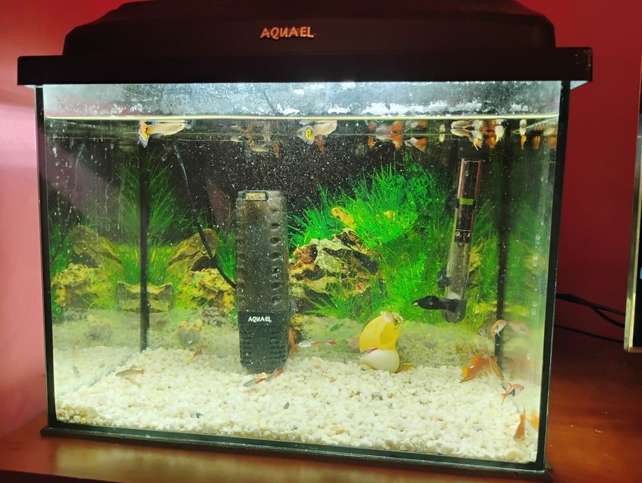 Akwarium+akcesoria