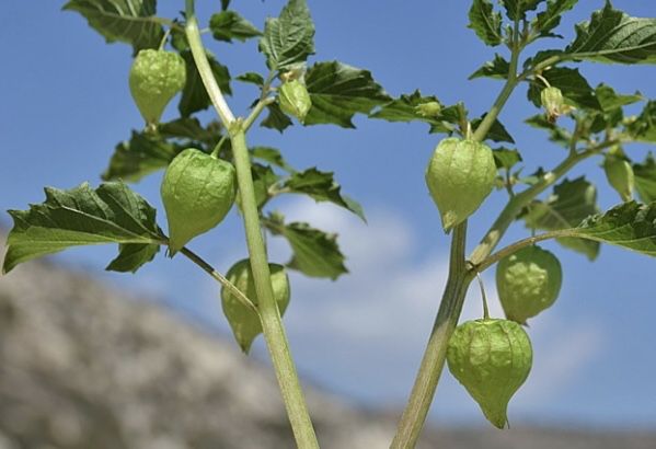 Physalis - Planta physalis, para cultivo - Fisális