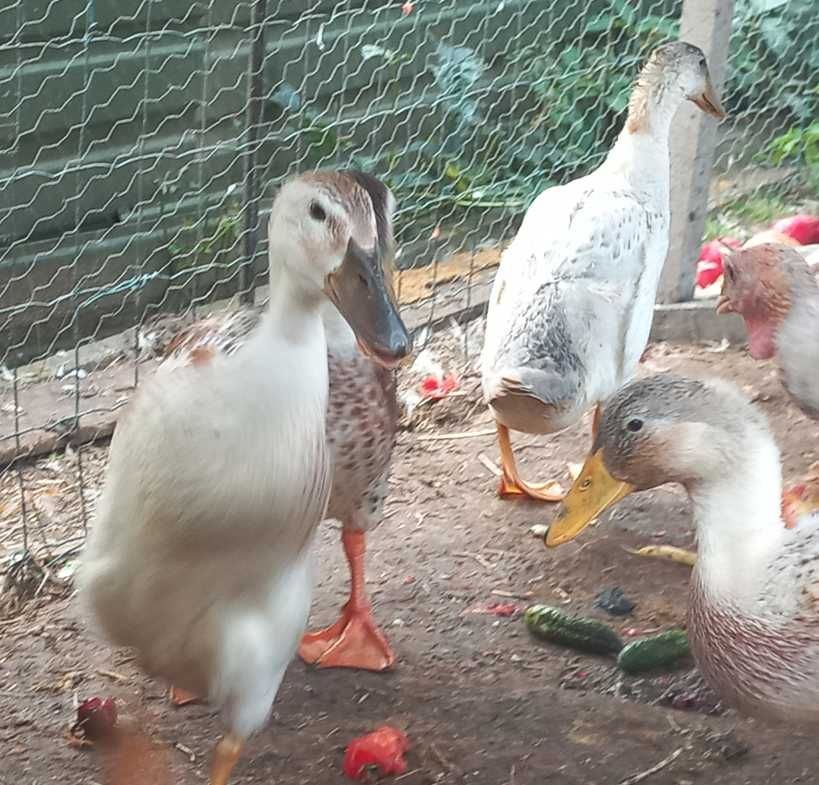 Kaczki młode Biegus Staropolski