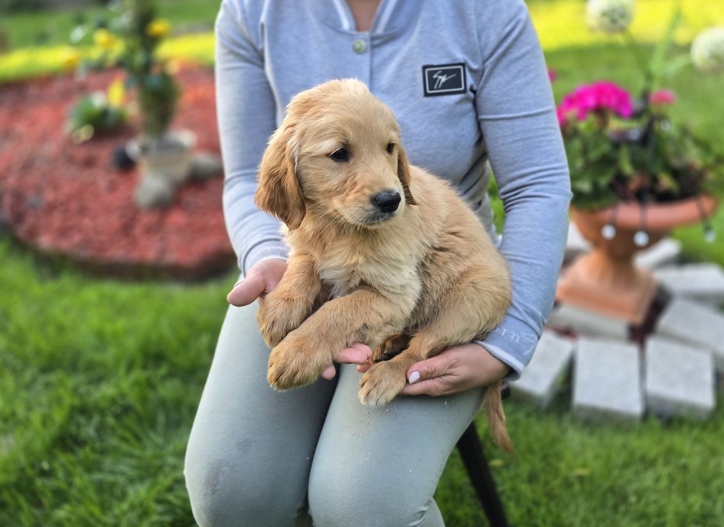 Golden Retriever szczeniak