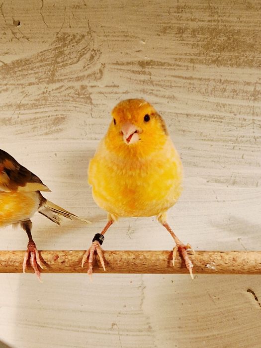 Kanarki Samce z 2025