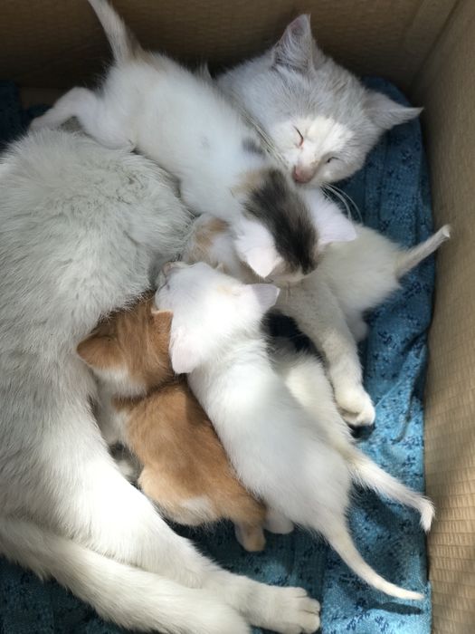 Віддам котенят у добрі руки