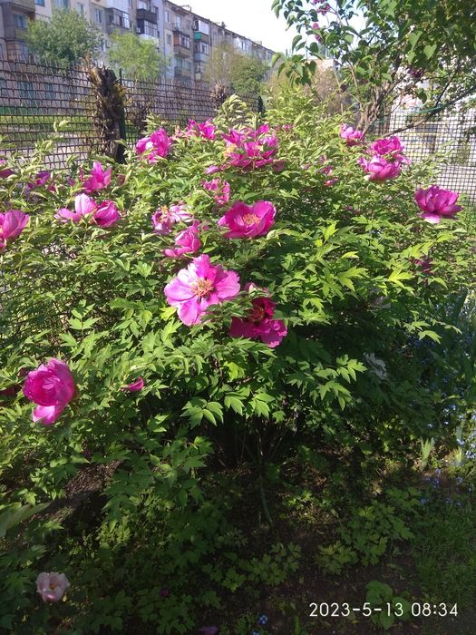 Продам саженцы древовидного пиона