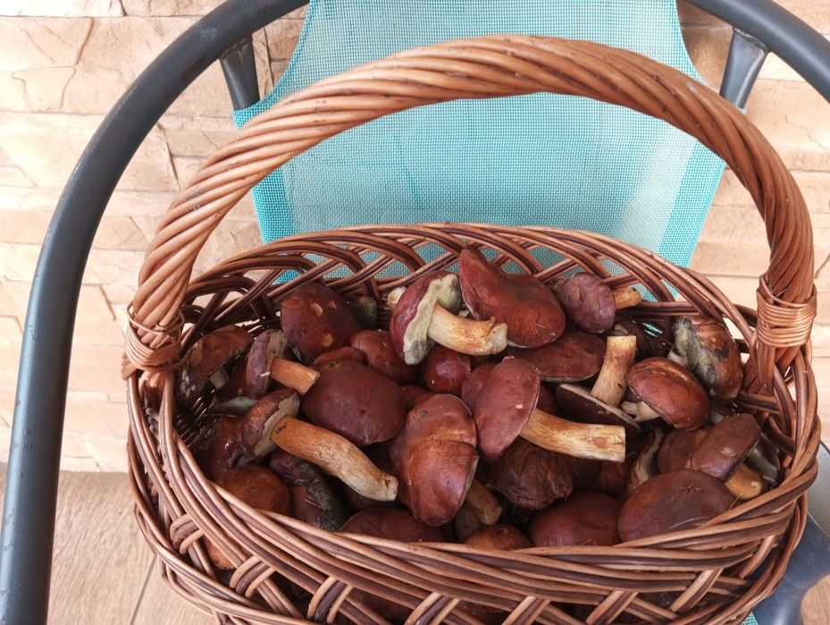 Sprzedam świeże grzyby podgrzybki prawdziwki kozak koźlarz maślak