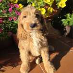 Cockapoo chlopiec cocker spaniel i pudel