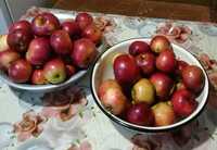 Сушка з домашніх солодких яблук