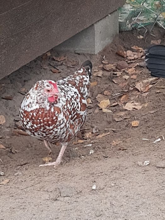 Liliputki kogutki kurki komplet