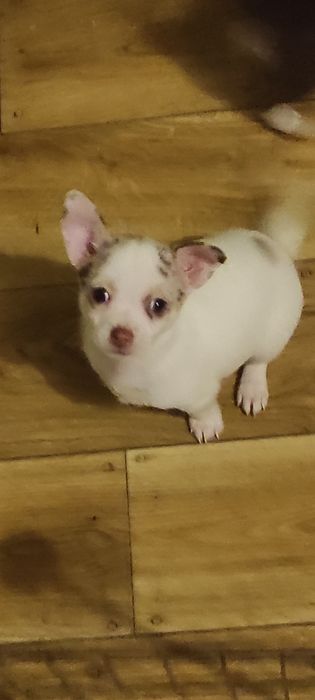 Piesek chihuahua biały ze znaczeniami merle