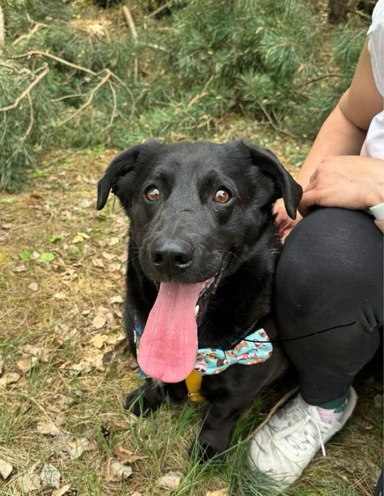 Pączuś szuka domu. Ni to jamnik ni labrador. Do adopcji