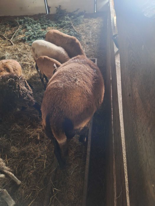 Baran Bergschaft Zamiana