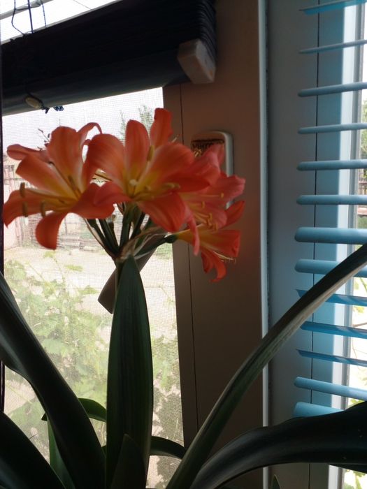 Кливия - красивый, но неприхотливый цветок.