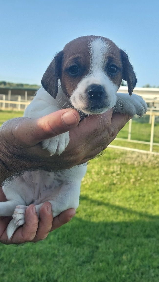 Jack russel Terrier TOP