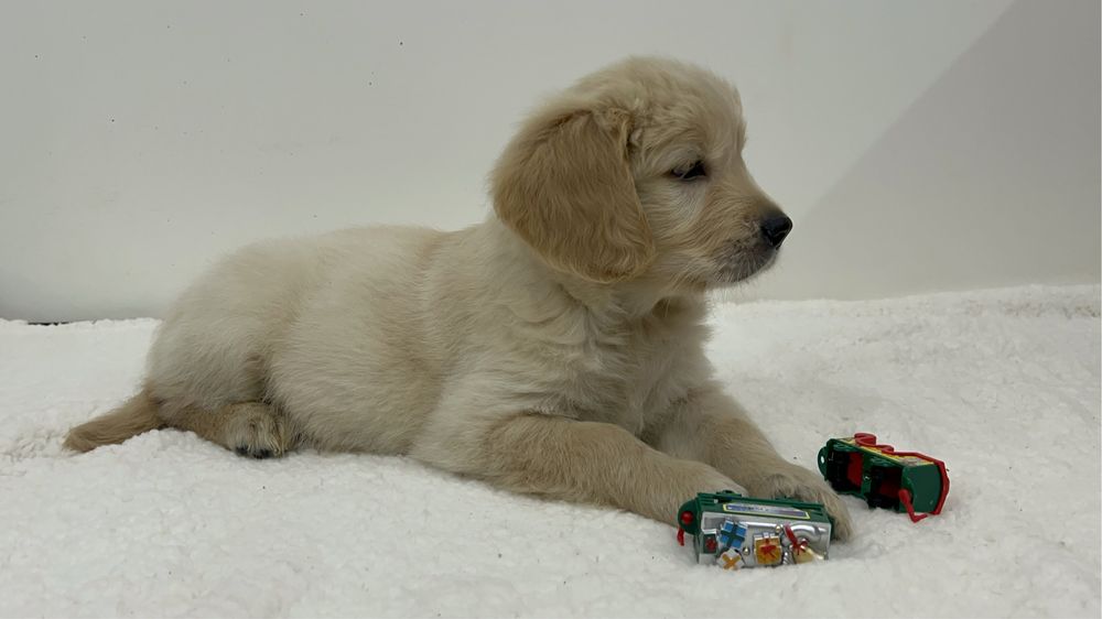 Golden Retriever Macho