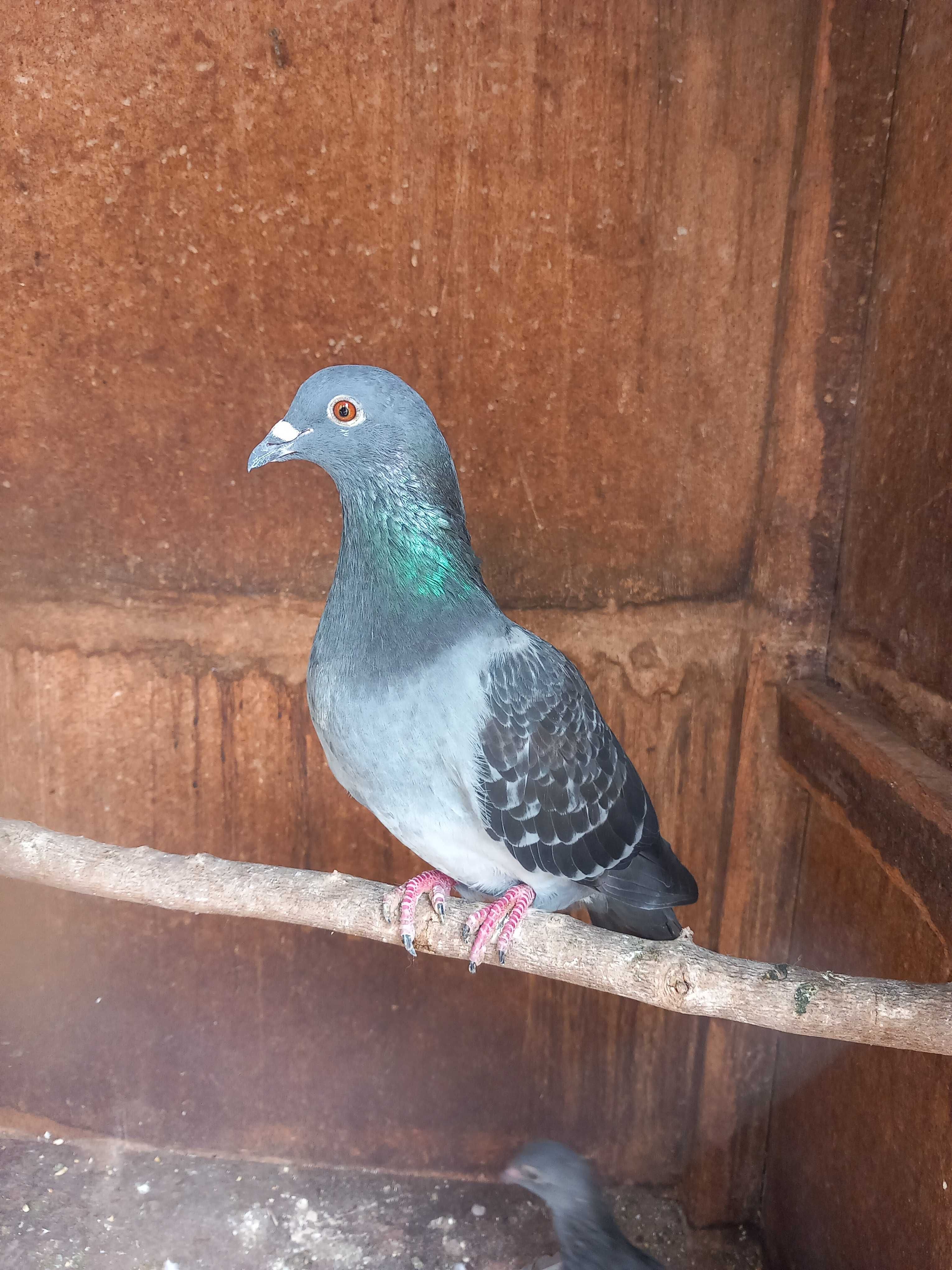 Vendo pombos vulgares