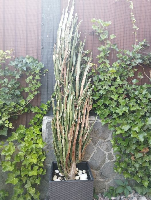 Эуфорбия, трехгранный молочай, кактус