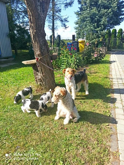 Foksterier szorstkowłosy szczeniak