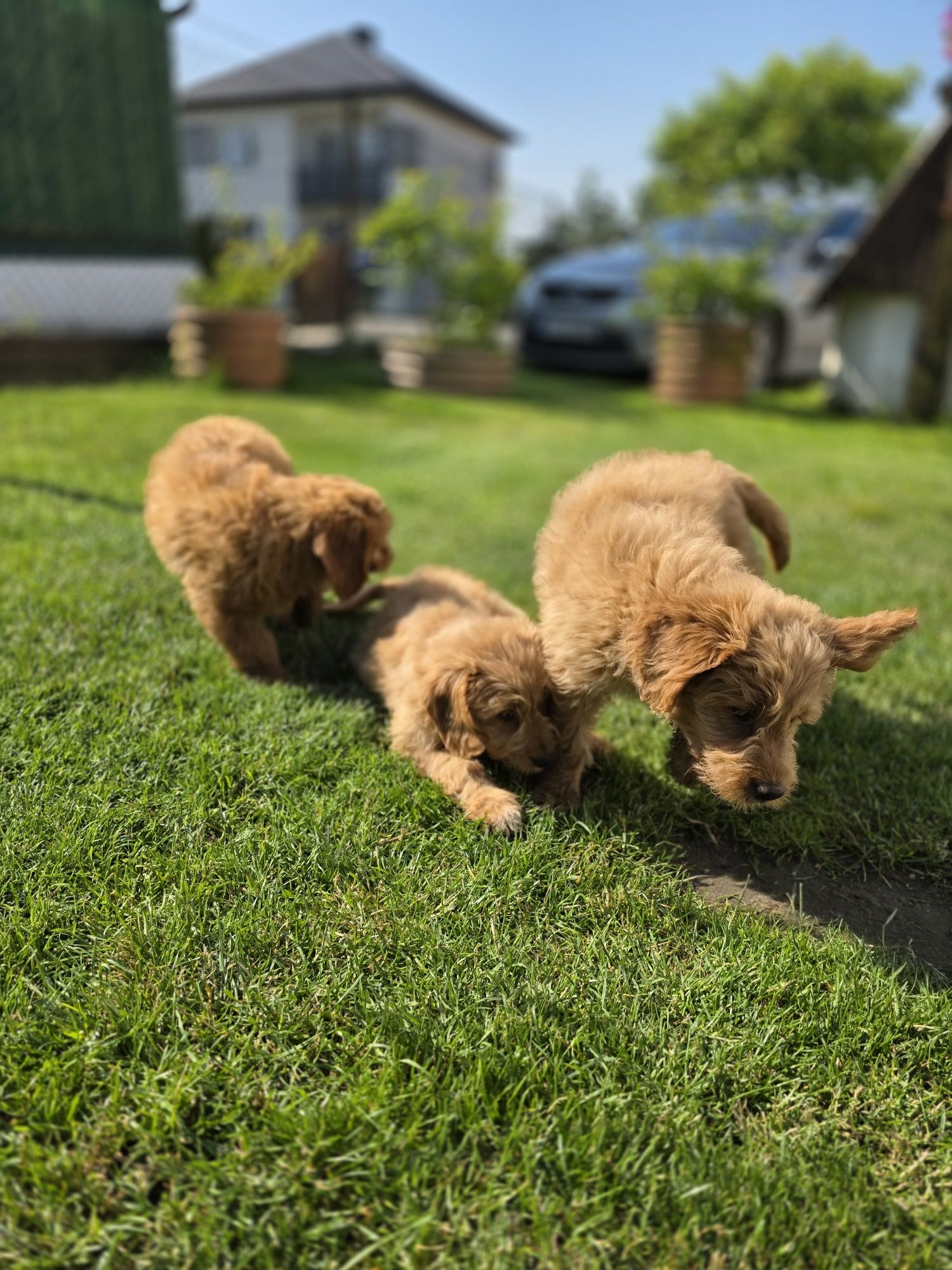 Goldendoodle piesek f1