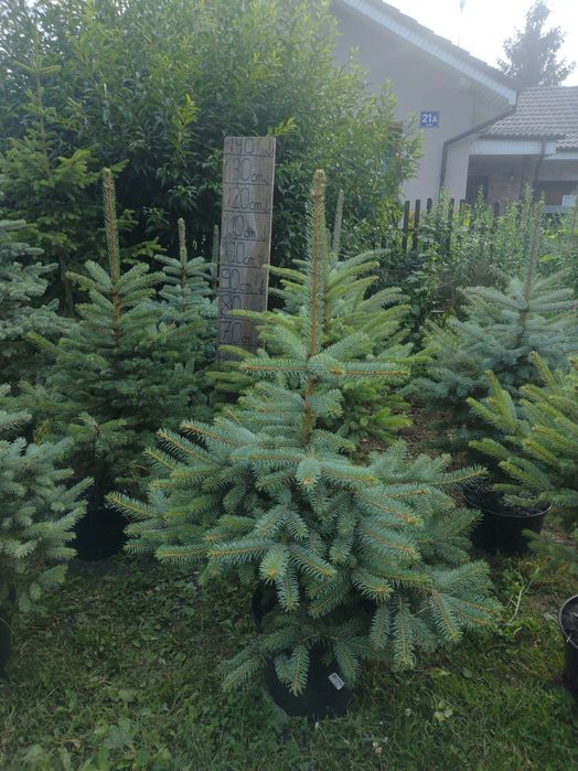 Świerk srebrny srebrzysty kłujący duży