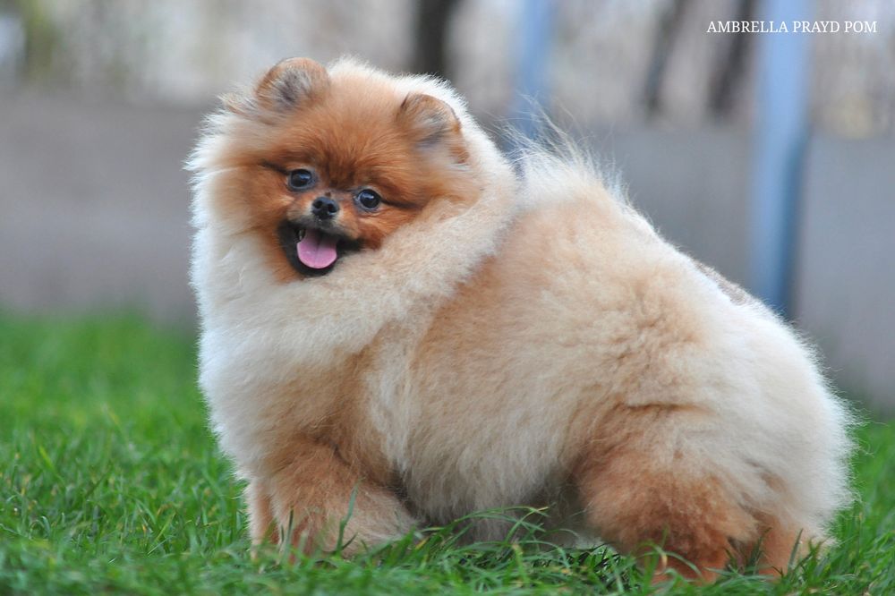 Дівчина Амбрелла з брід - перспективою