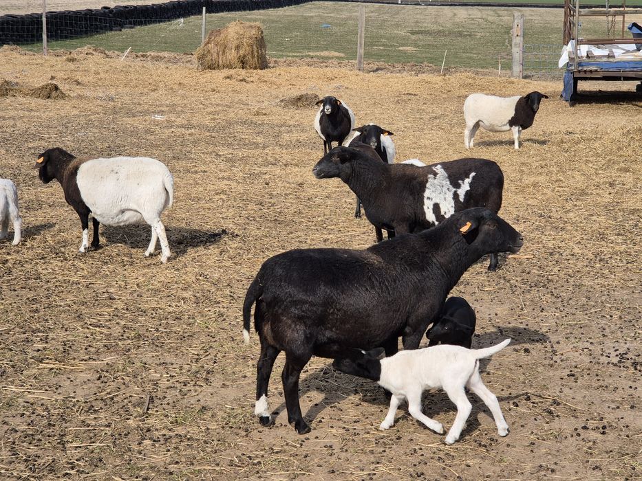 Owce Dorper 50% Baran Dorper 100% z Czech z rodowodem GRATIS!