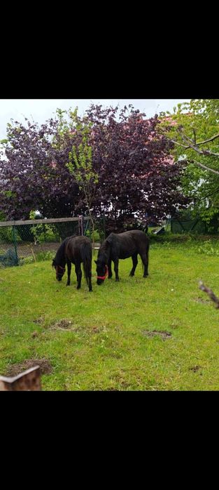 Sprzedam  kucyki  klacze