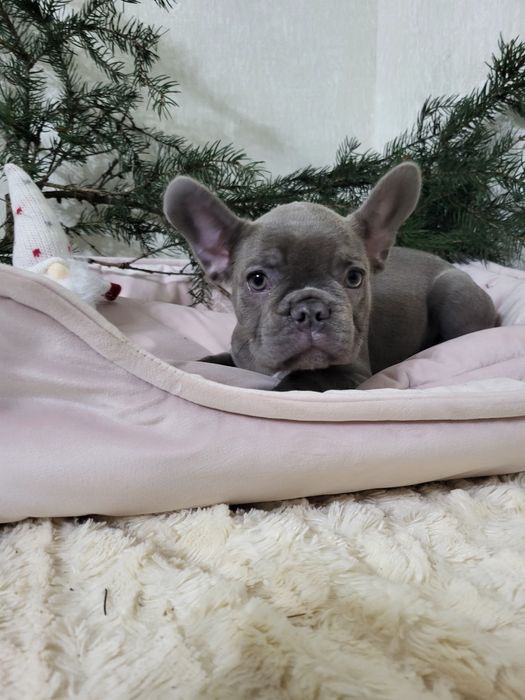 Французький бульдог