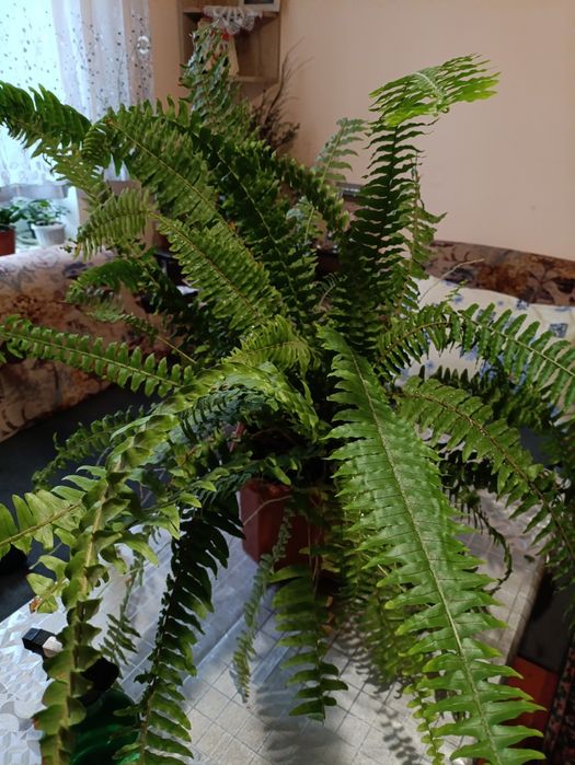 Вазонки дуже великі