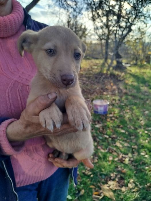 Цуценятко шукає родину!