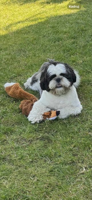 Sprzedam rocznego Shih tzu FCI