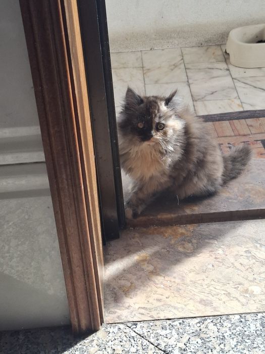 Doação de gata persa e filhotes