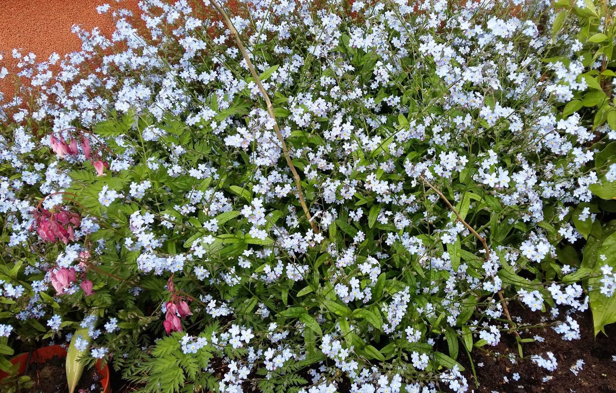 Niezapominajki,roślina wieloletnia ogrodowa.Kolor niebieski.