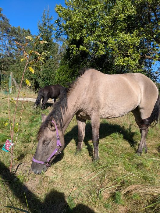 Konik polski klacz