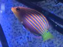 Pseudocheilinus hexataenia Ryba Morska Wargacz