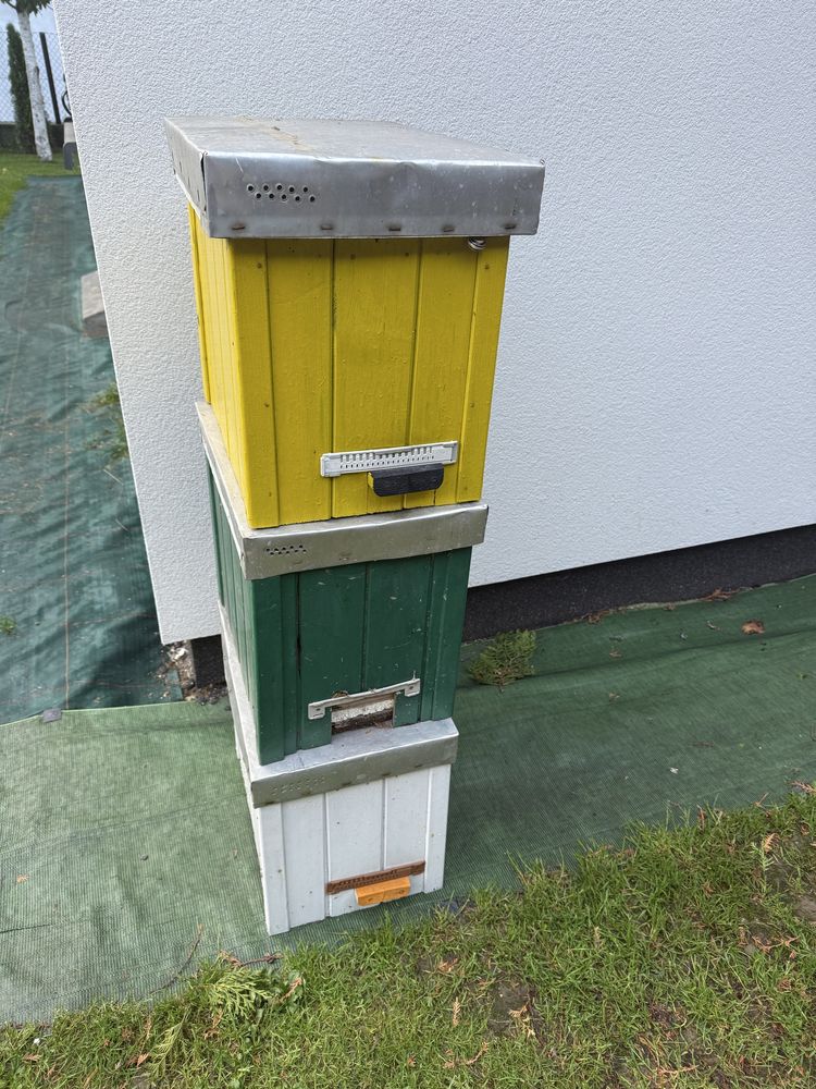 Ule wielkopolskie odkladowe