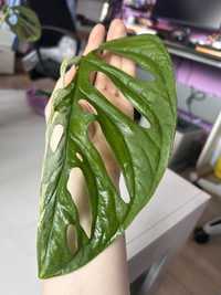 Monstera Adansonii Indonesian Marble pędówka sadzonka variegata