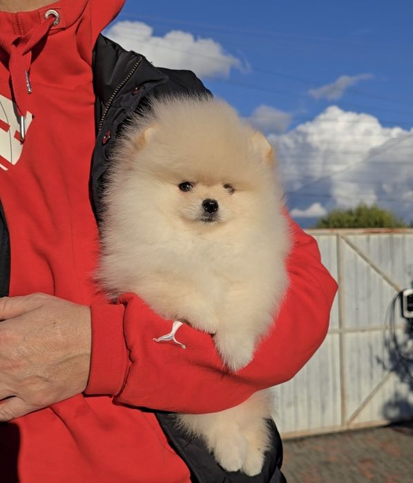 Нереально гарні ведмедики.