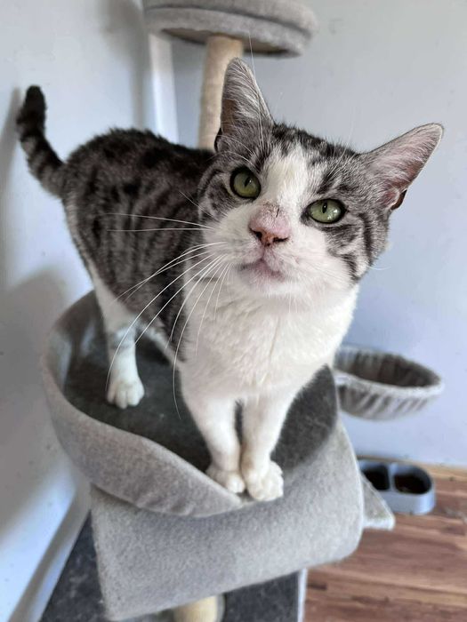 Prześliczny kocurek BAZYL czeka na domek !