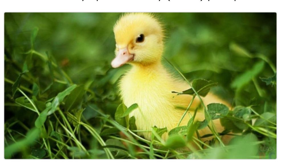 Каченята з інкубаційного цеху