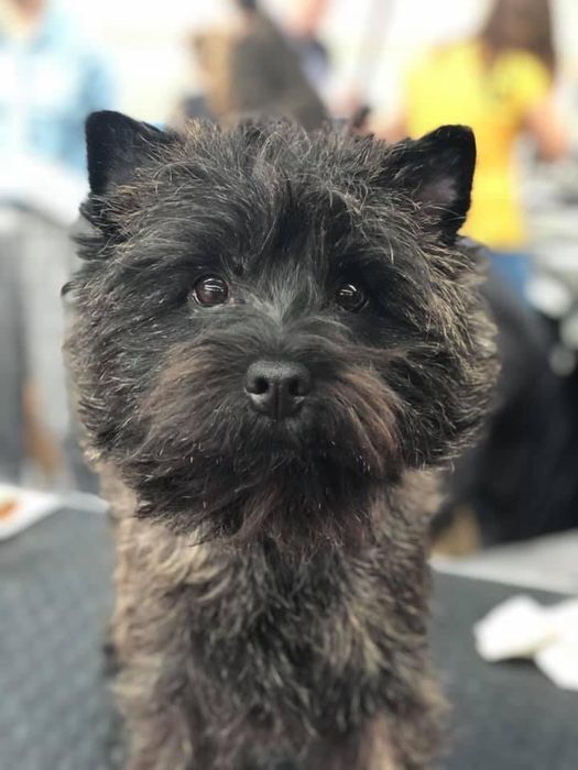 Cairn terrier sprzedam