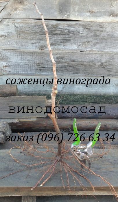 растим сами саженцы винограда винные мускат столовые сорта кишмиш.От80