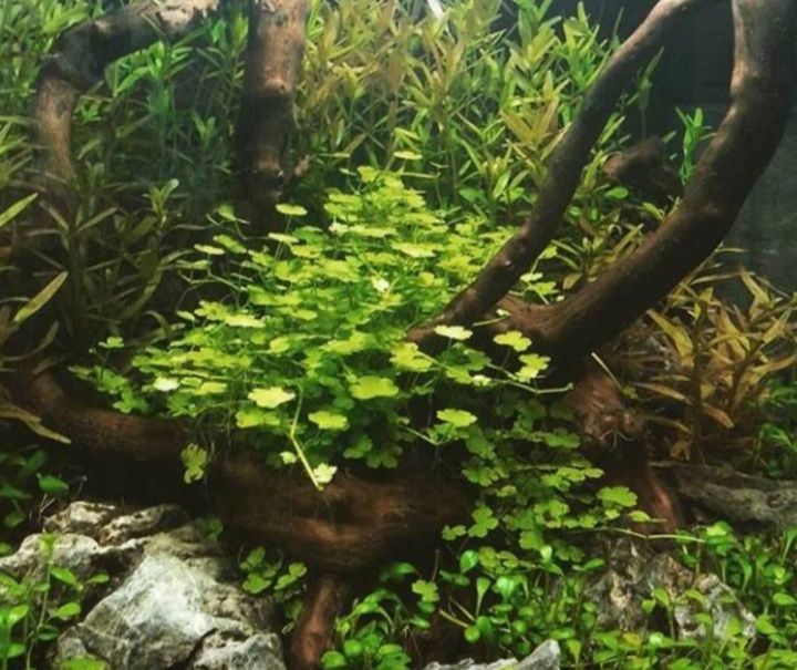 Hydrocotyle tripartita "Japan" roślina do akwarium