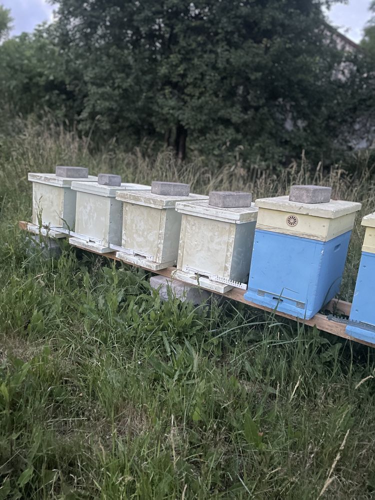 Odkłady pszczele ramka wielkopolska