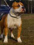Everest plowy samiec Amstaff FCI, American Staffordshire Terrier