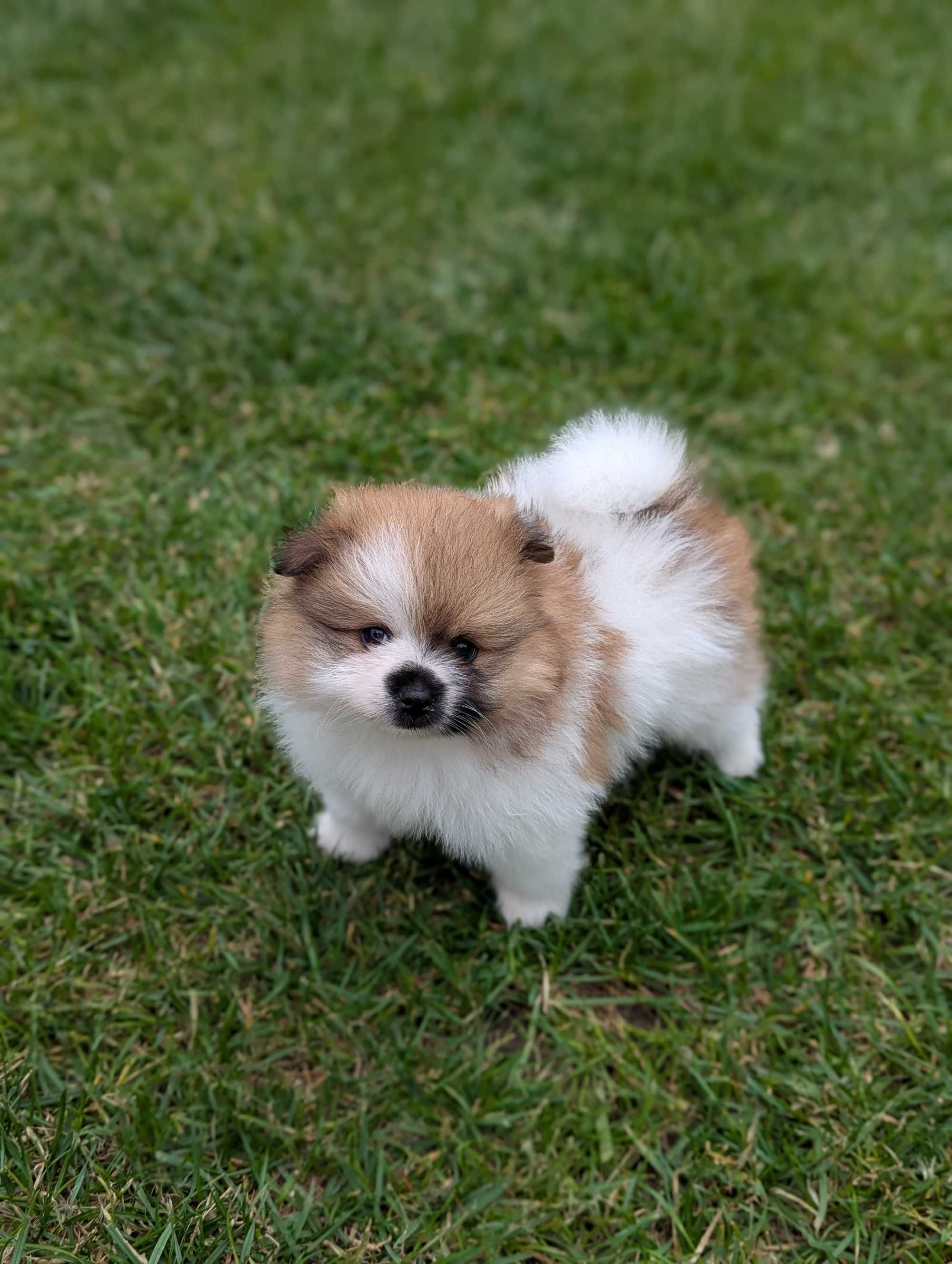 Szpic miniaturowy, pomeranian