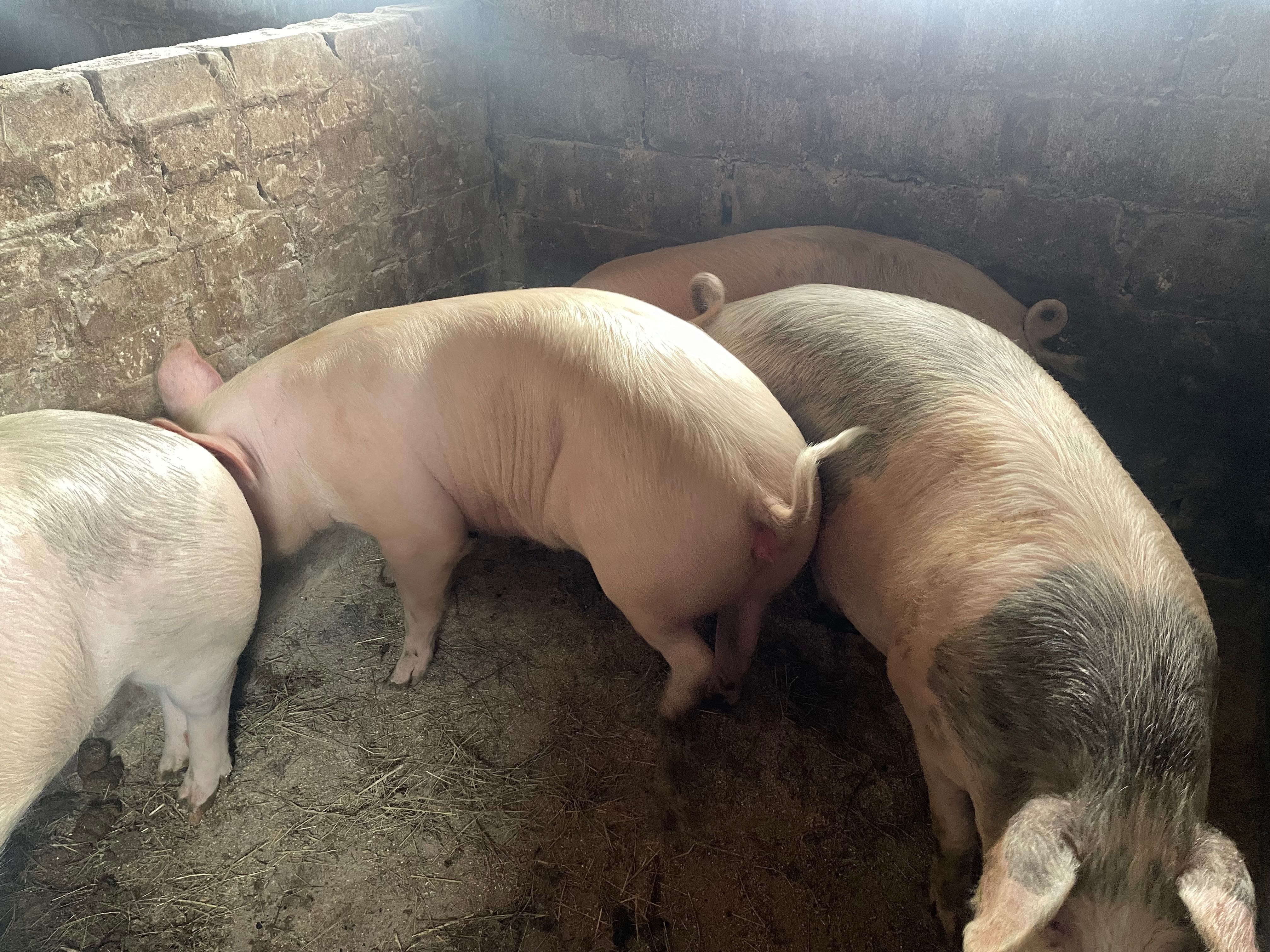 Продам мʼясних свиней живою вагою.