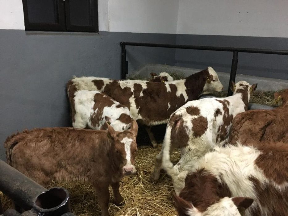 Byczki cielęta cielaki cieliczki, transport gratis NOWA DOSTAWA