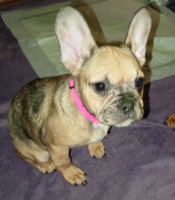 Французькі бульдожки