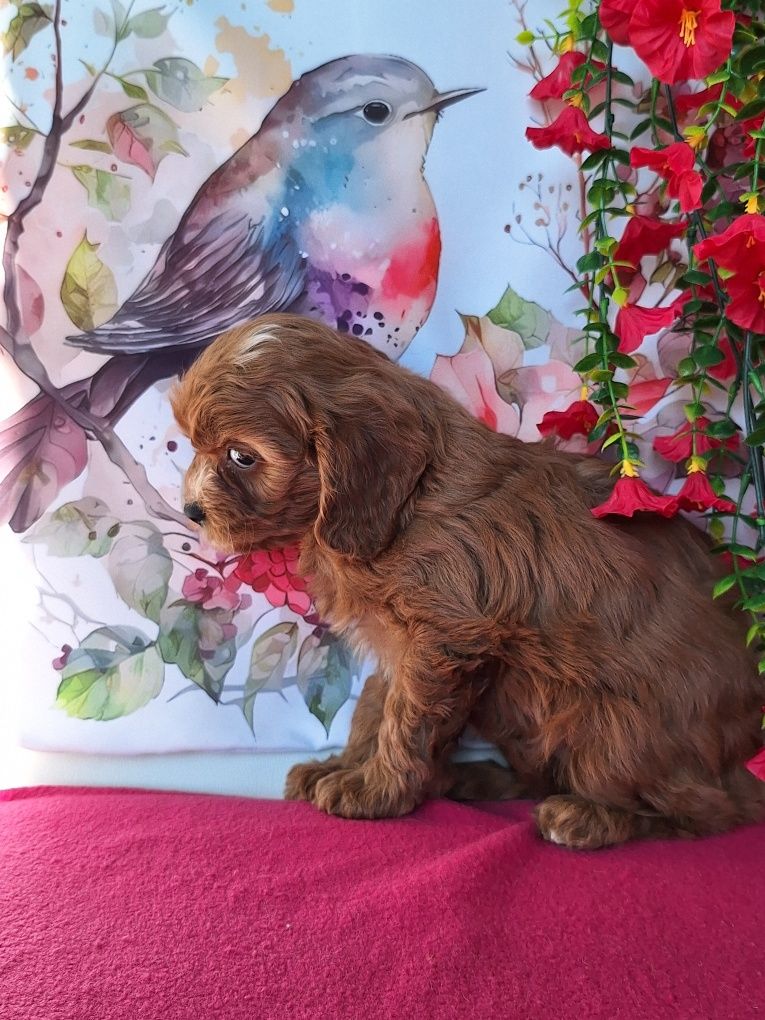 Cavalier & pudel to piękny cavapoo z certyfikatem